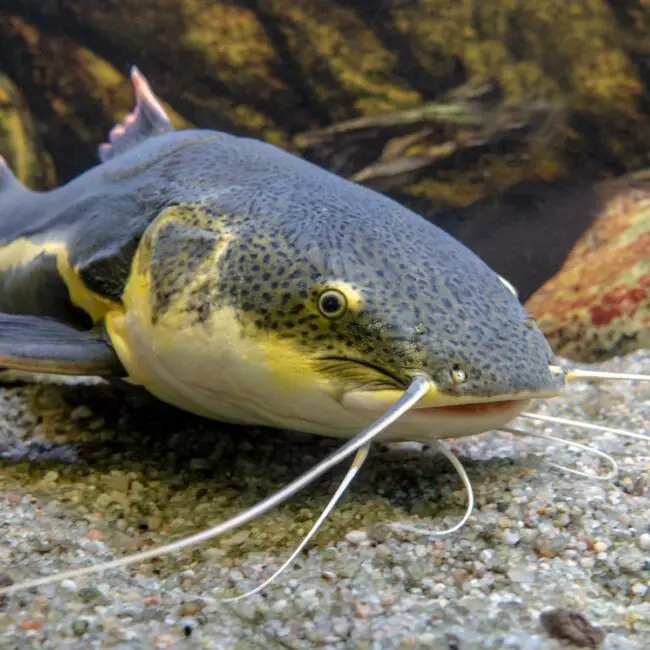 What Is a Catfish Algae Eater? | Reel Fishing Guru