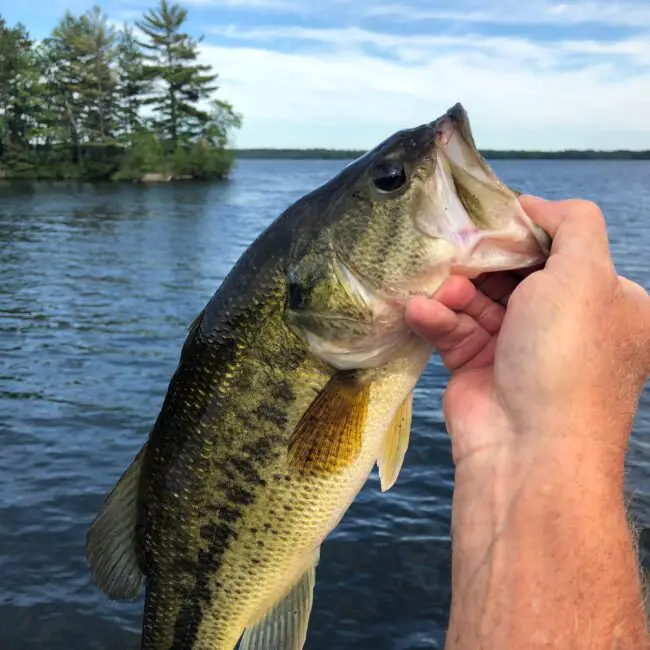 Will Bass Eat Snakes? | Reel Fishing Guru