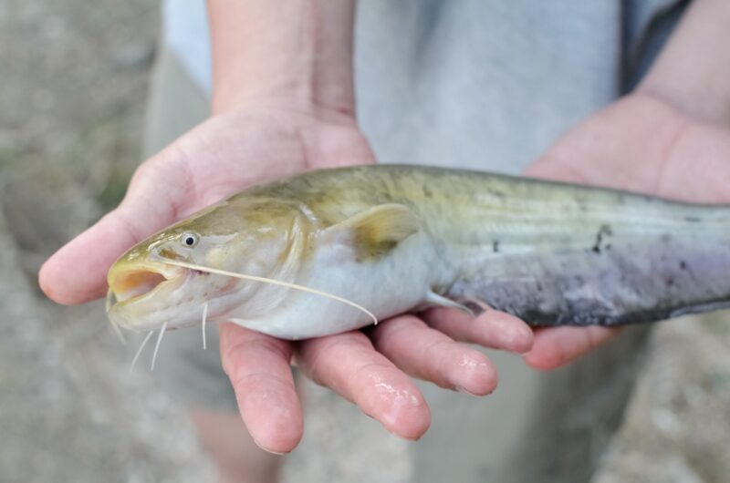 What is the Difference Between Catfish and Eel? | Reel Fishing Guru